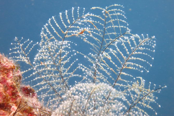 Snorkeling Tour Coast to Coast Taormina and Isola Bella - What the boat ride is really like