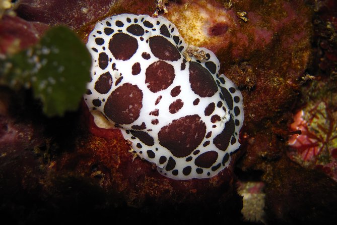 Snorkeling Tour Coast to Coast Taormina and Isola Bella - Who will enjoy this trip most?