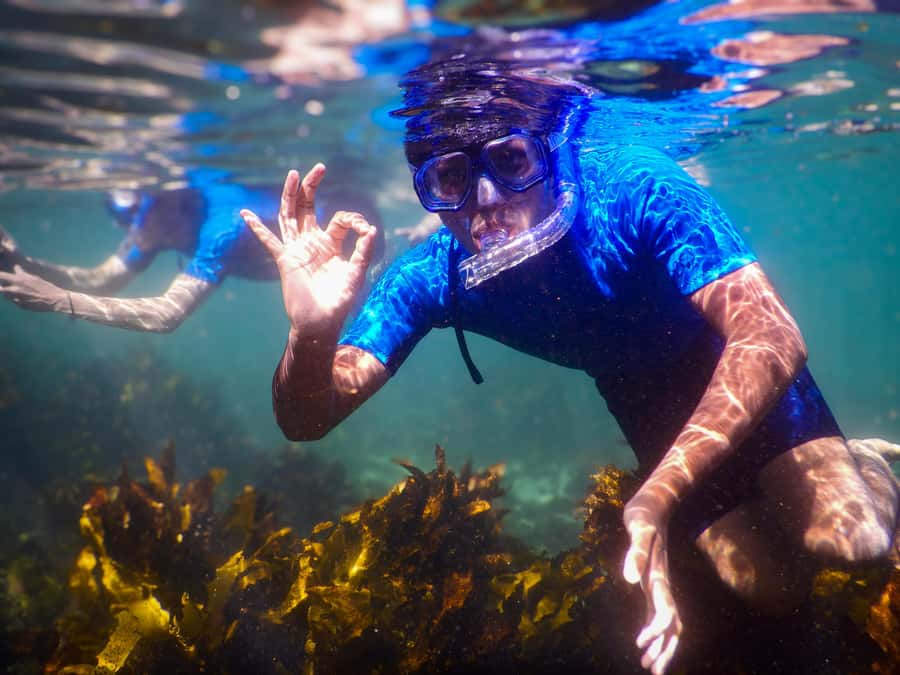 Snorkeling Tour: Discover Sydney’s impressive sea life - Clovelly’s protected reef, close to Sydney
