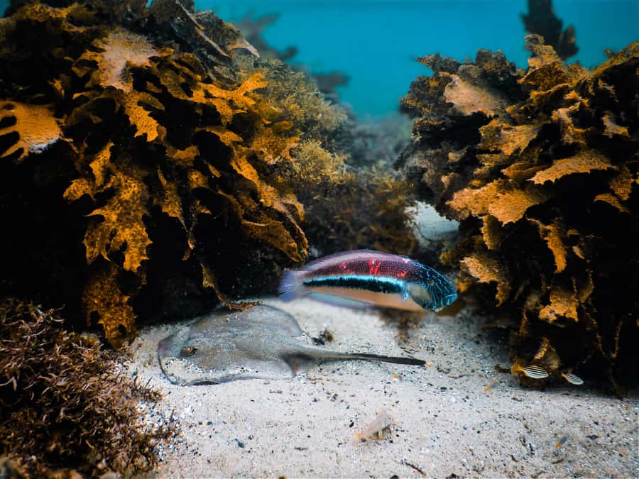 Snorkeling Tour: Discover Sydney’s impressive sea life - The marine life is the real reason to book