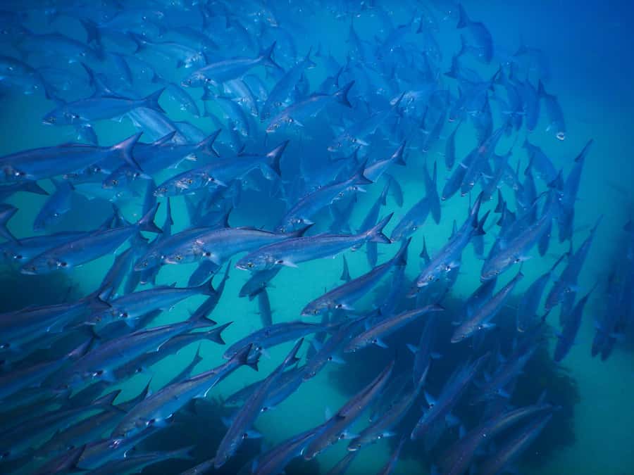 Snorkeling Tour: Discover Sydney’s impressive sea life - Why the included photos matter