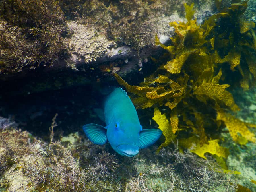 Snorkeling Tour: Discover Sydney’s impressive sea life - Who should book this tour?