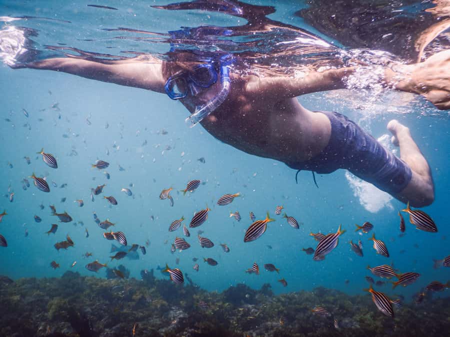 Snorkeling Tour: Discover Sydney’s impressive sea life - One hour among fish, rocks, and changing conditions
