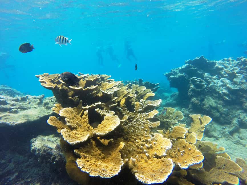 Snorkeling Tour & Sosua Beach Day - What the $81 price really covers