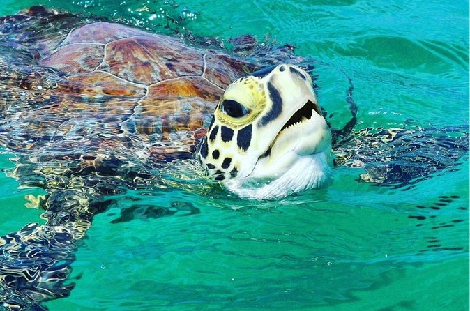 Snorkeling Tour to Vieques Island only 30 minutes away! - Beach time adds a welcome change of pace