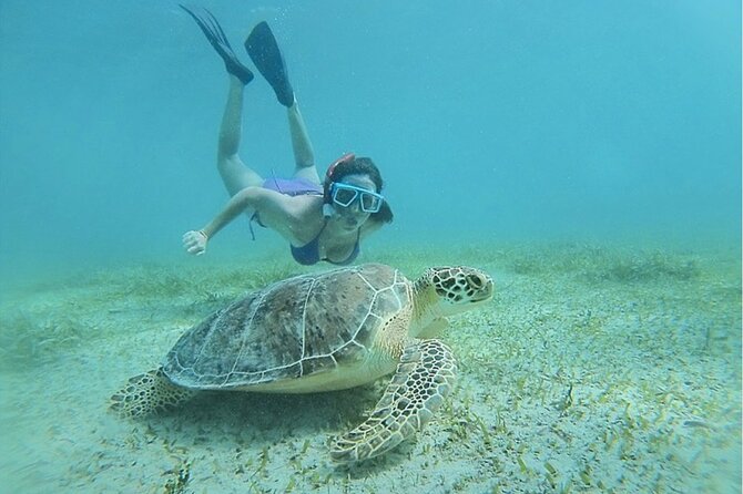 Snorkeling Tour to Vieques Island only 30 minutes away! - What you might see below Vieques