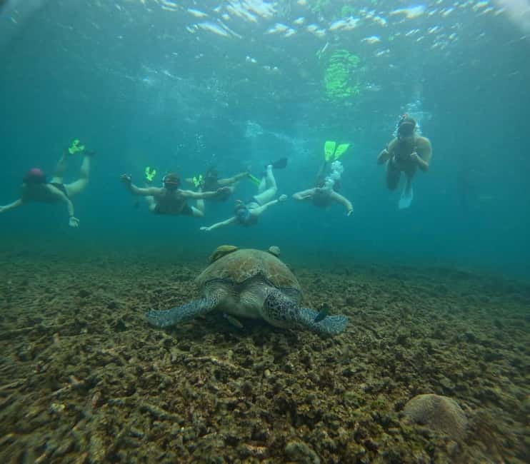 Snorkeling Tour with meals and BBQs - Cocktail - Sunset⭐⭐⭐⭐⭐ - Pickup in Koh Tao and the family-run welcome