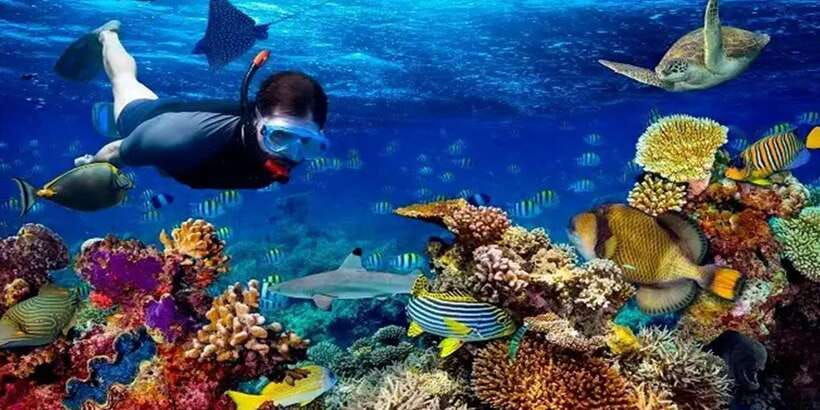 Snorkeling Trip from Polhena Beach, Matara, Sri Lanka - Should you book this Polhena Beach snorkel?