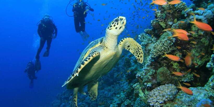 Snorkeling Trip from Polhena Beach, Matara, Sri Lanka - Is $29 a fair price?