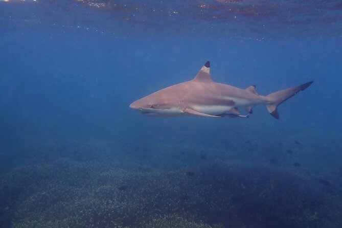 Snorkeling Trip To Pigeon Island - What the coral and marine life are really like