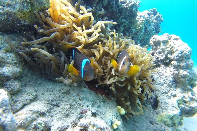 Snorkeling Trip with pick up ( beach) - Equipment, wetsuits, and comfort in the water