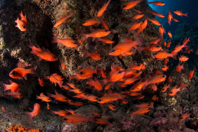 Snorkeling with Marine Biologist Expert from Sorrento - Meeting at Marina Grande in Sorrento