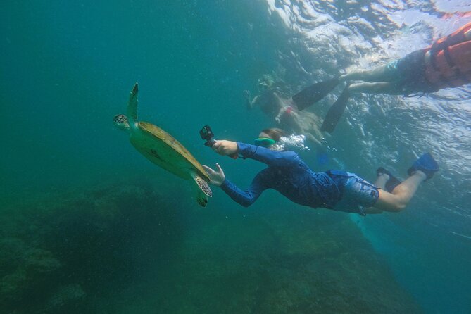Snorkeling with turtles in Fujairah with BBQ lunch - Is $95 good value?
