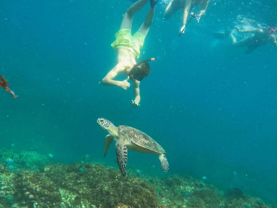 Snorkeling with turtles in Fujairah with BBQ lunch - Booking advice and what to bring
