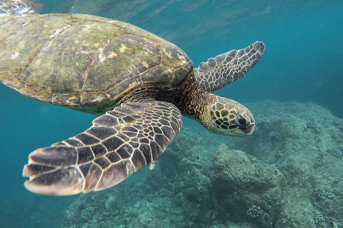 Snorkeling with Turtles in Mirissa - A Close-to-Shore Turtle Search in Mirissa