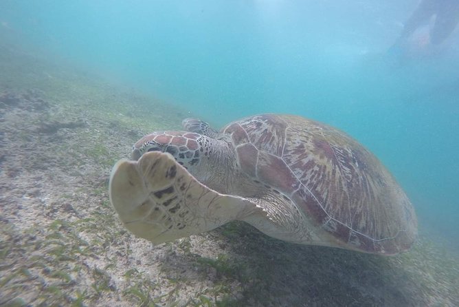 Snorkeling with Turtles in Mirissa - What You See Around Parrot Rock