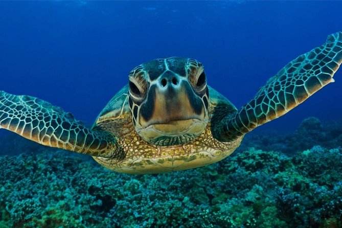 Snorkeling with Turtles in Mirissa - What the One-Hour Itinerary Feels Like
