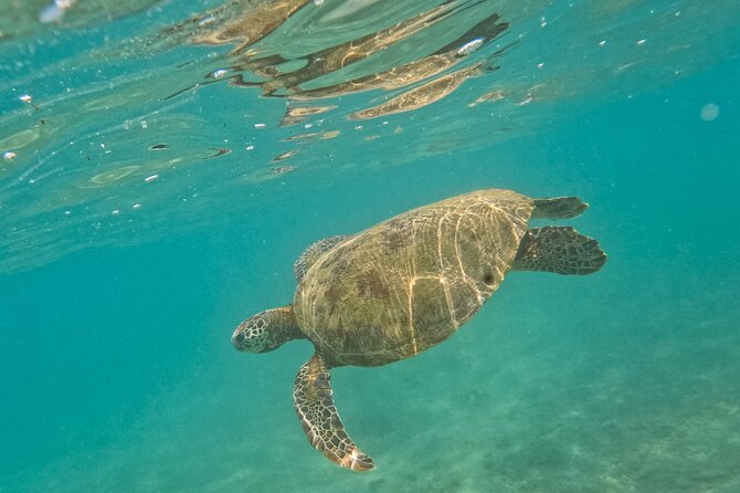 Snorkeling with Turtles in Mirissa - Water Conditions and Animal Encounters