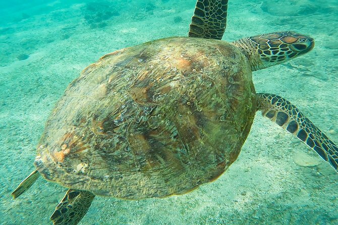 Snorkeling with Turtles in Mirissa - Practical Details Before You Book