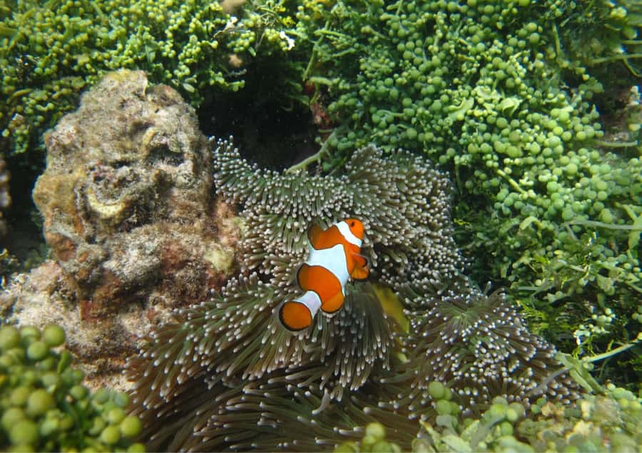 Snorkelling & islandhopping tour Karimunjawa (sharing tour) - The second reef at about 2 p.m.