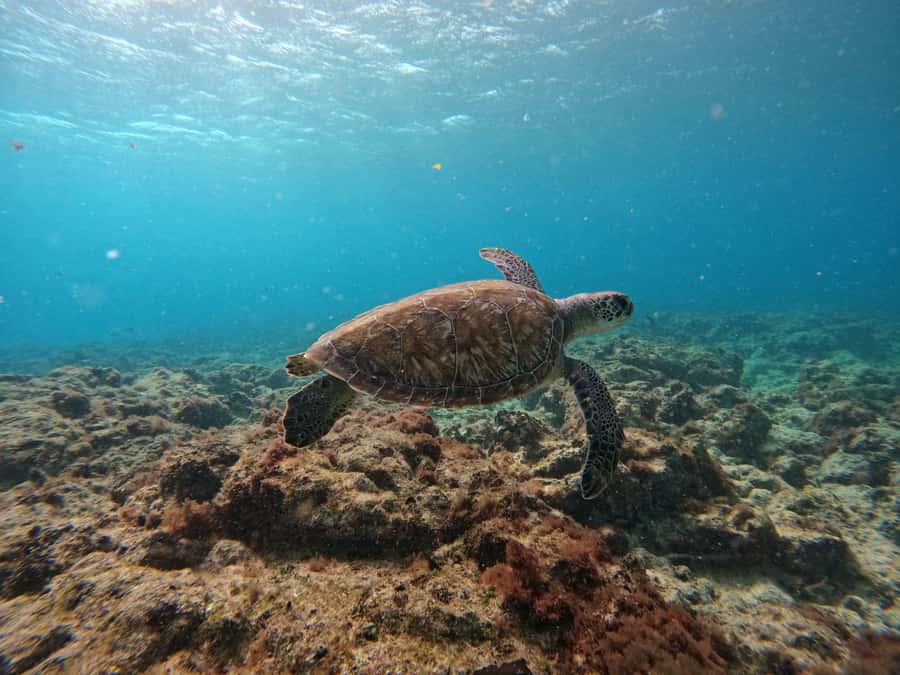 Snorkelling trip with certificate local guide - Equipment, safety, and the points that need checking