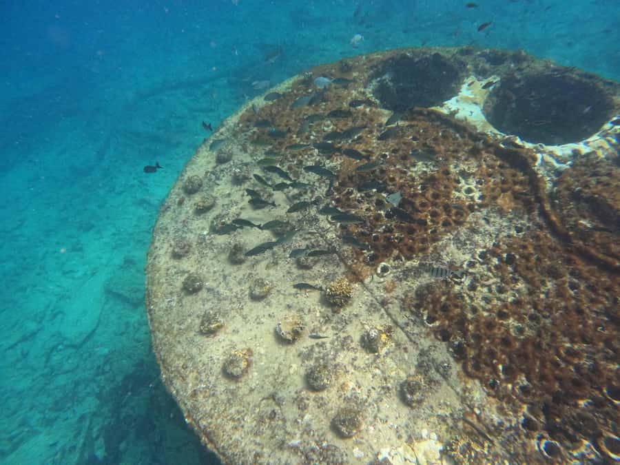 Snorkelling trip with certificate local guide - Timing, transfers, and the six-hour listing