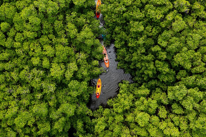SoCoHo Eco Half Day - Mangrove Kayak & Reef Snorkeling - Key points before you book