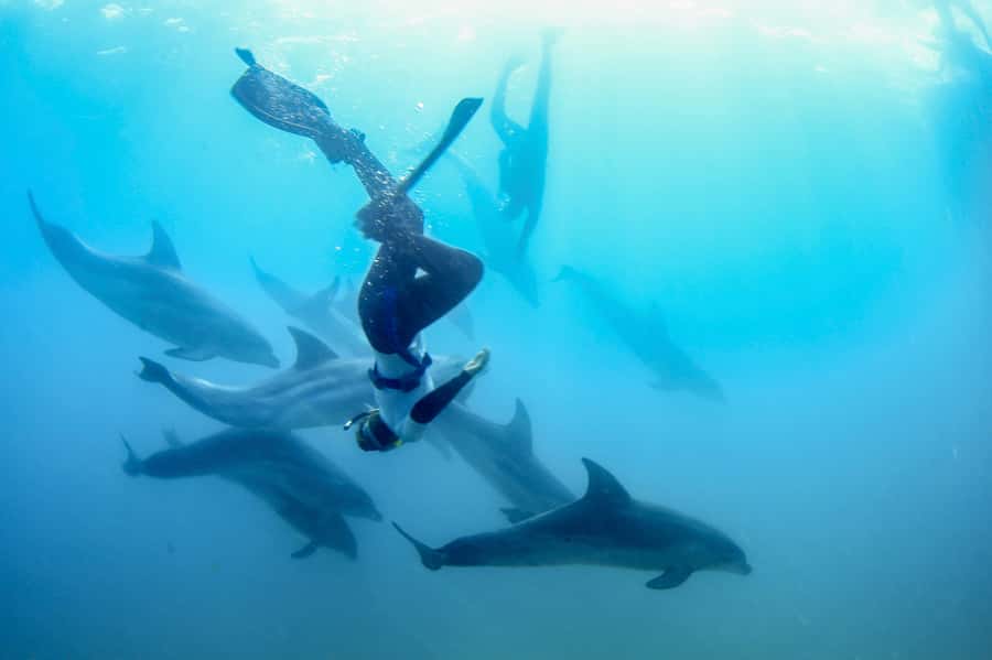 Sorrento: Dolphins & Seals Snorkeling Cruise w/ Lunch - What the Port Phillip Bay setting adds