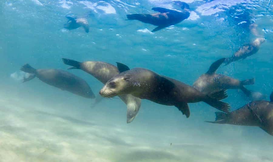 Sorrento: Seal and Sea Dragons 2-Hour Snorkel Experience - Key points to know before booking