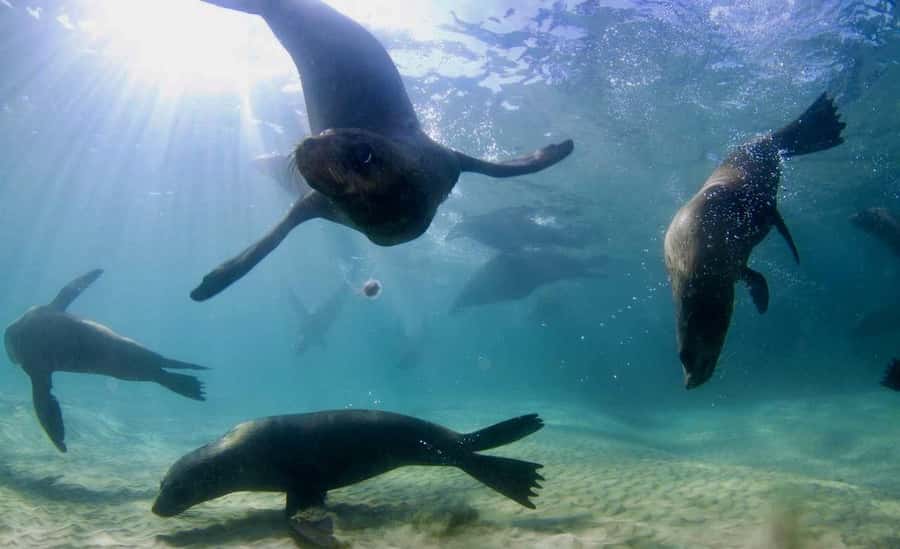 Sorrento: Seal and Sea Dragons 2-Hour Snorkel Experience - From Sorrento Pier to Port Phillip Bay