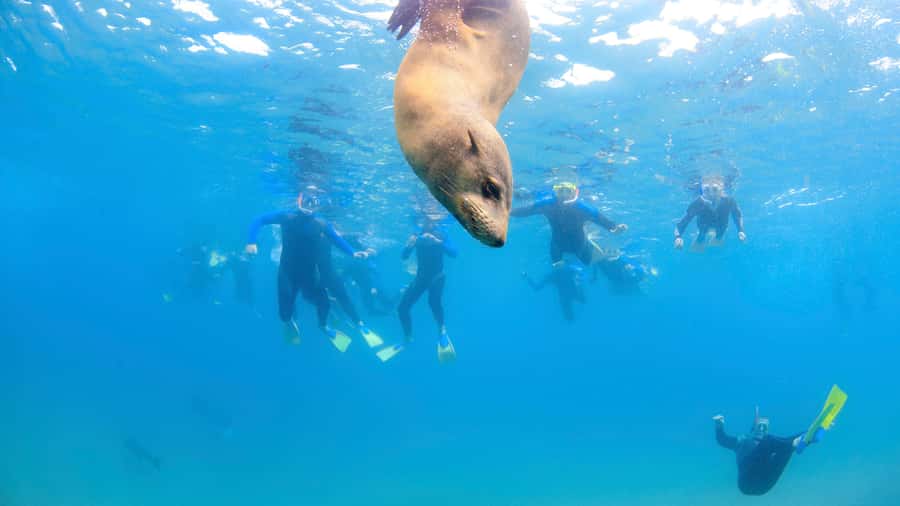Sorrento: Seal and Sea Dragons 2-Hour Snorkel Experience - What the two-hour format gives you