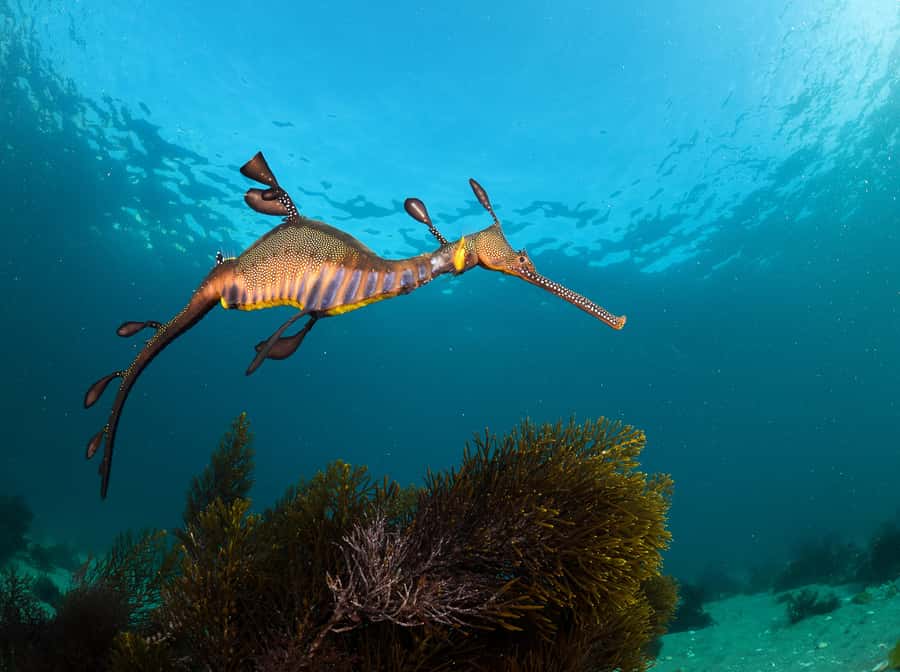 Sorrento: Seal and Sea Dragons 2-Hour Snorkel Experience - Warmth, comfort, and what to pack