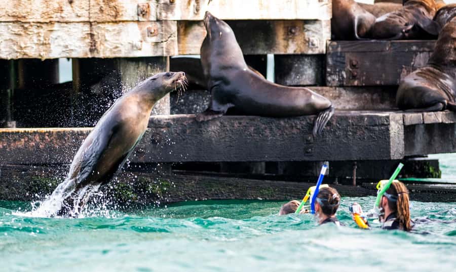 Sorrento: Seal and Sea Dragons 2-Hour Snorkel Experience - Is $92 good value?