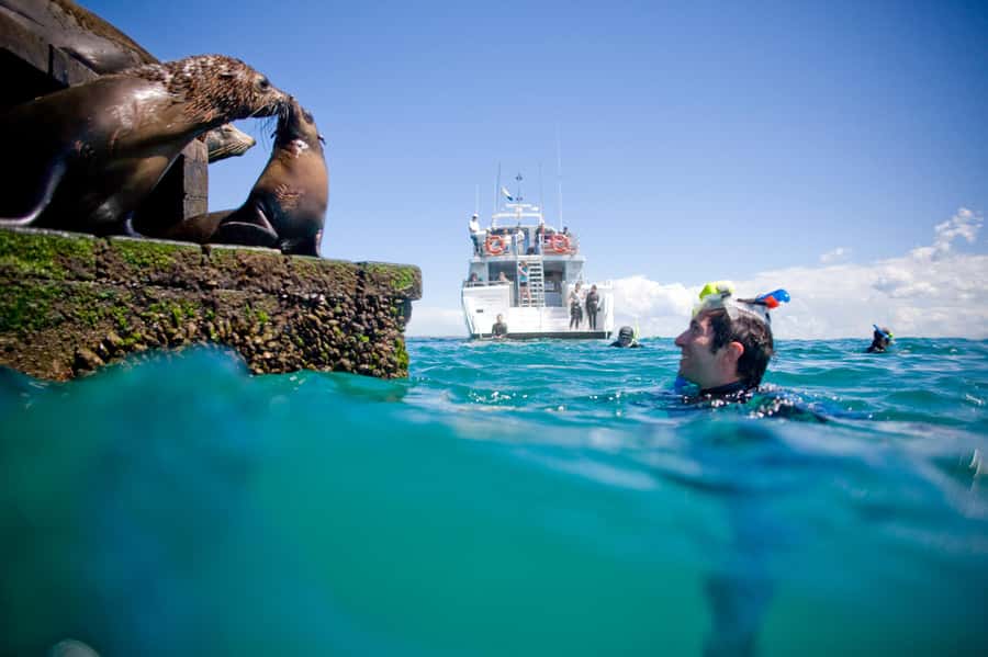 Sorrento: Seal and Sea Dragons 2-Hour Snorkel Experience - Who will enjoy this Sorrento outing?