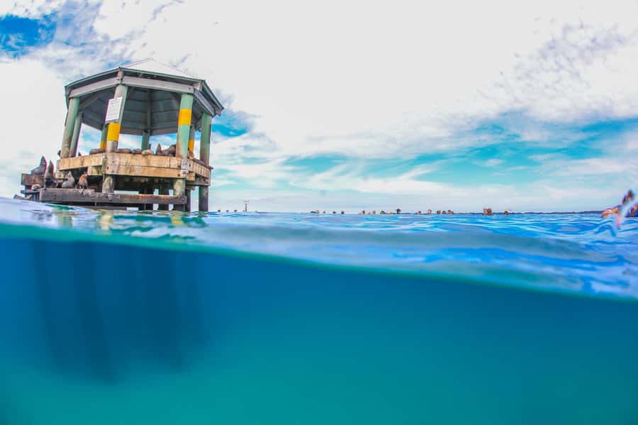 Sorrento: Seal and Sea Dragons 2-Hour Snorkel Experience - Should you book the seal and seadragon snorkel?