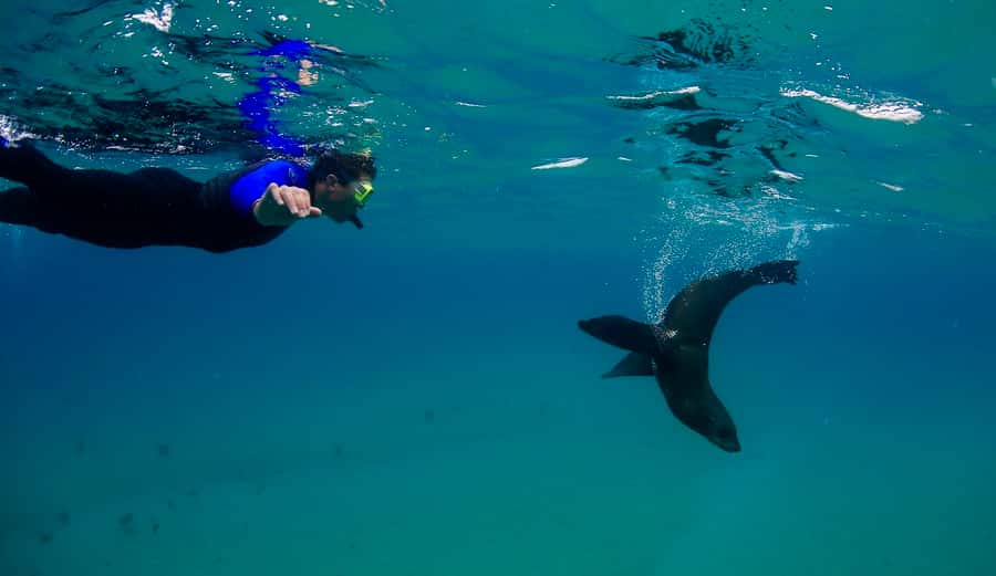 Sorrento: Seal and Sea Dragons 2-Hour Snorkel Experience - Meeting the fur seals in calm water