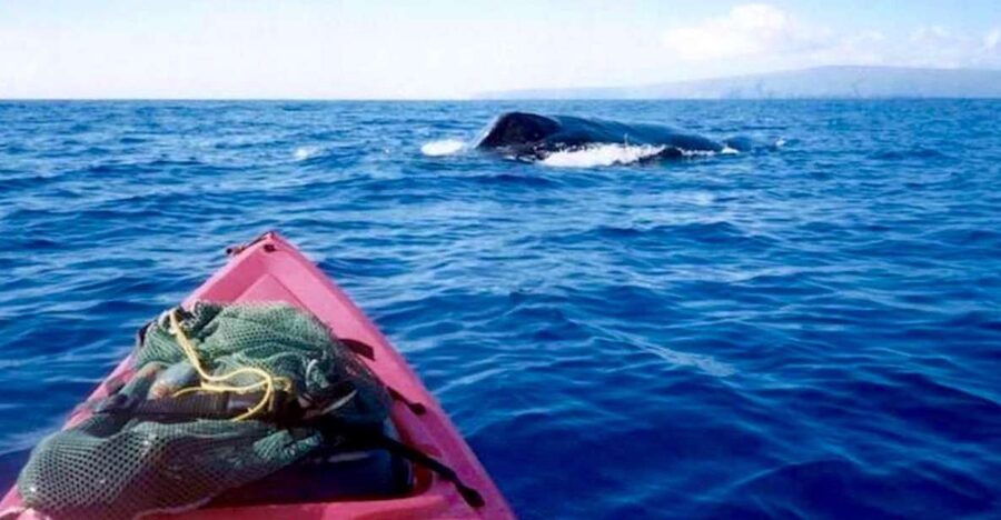 South Maui: Whale Watch Kayaking and Snorkel Tour in Kihei - The first lesson: sit-on-top kayaks and ocean basics