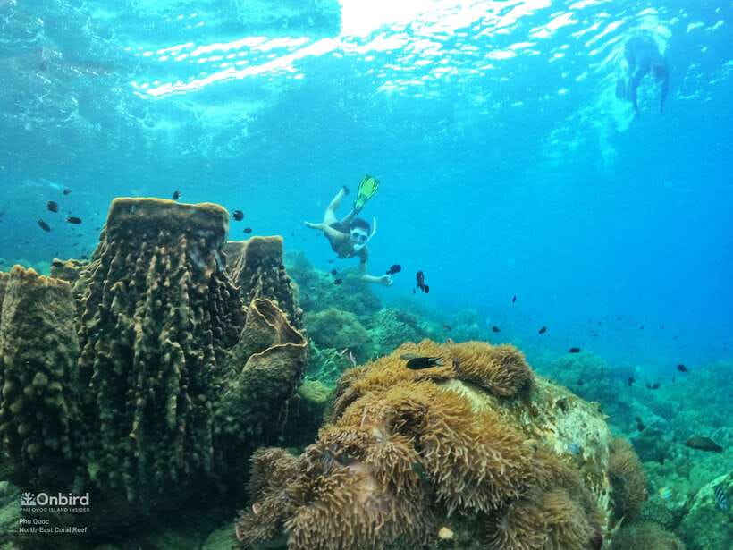 South Phu Quoc: Pro Snorkeling Tour by Speedboat - Key points at a glance