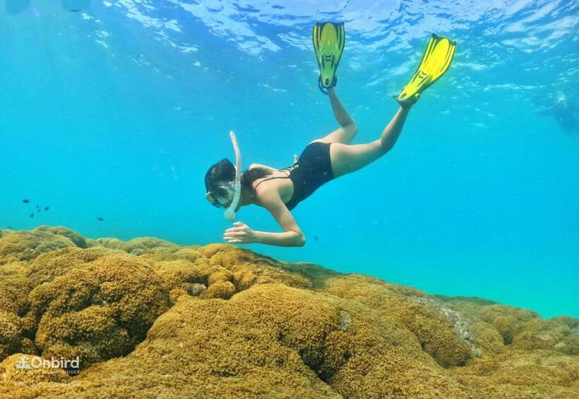 South Phu Quoc: Pro Snorkeling Tour by Speedboat - What the main snorkeling time feels like