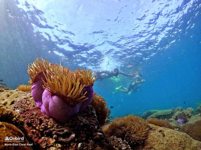South Phu Quoc: Pro Snorkeling Tour by Speedboat - Guides who make the water time easier