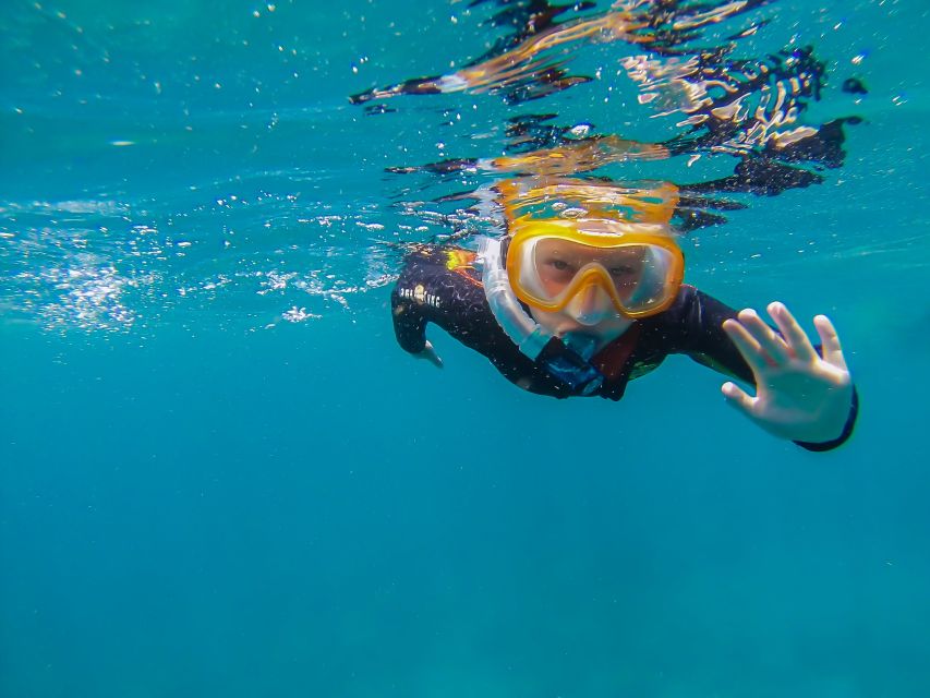 South Tenerife: Guided Snorkeling - Key points at a glance