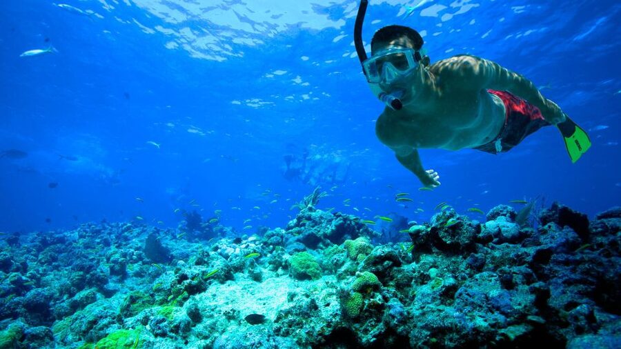 South Tenerife: Guided Snorkeling - What the two-hour Tenerife outing is really like