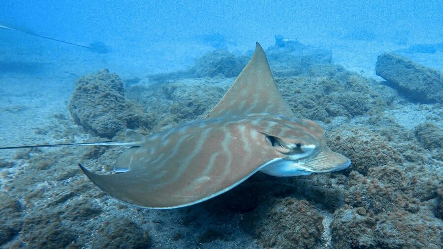 South Tenerife: Guided Snorkeling - The briefing with Jose, Mate, or another instructor