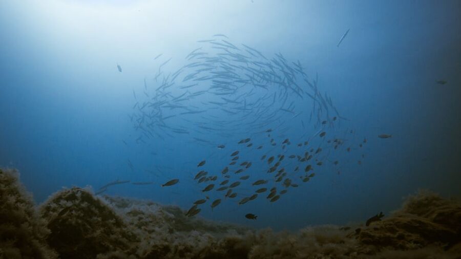 South Tenerife: Guided Snorkeling - Who should book this snorkeling session