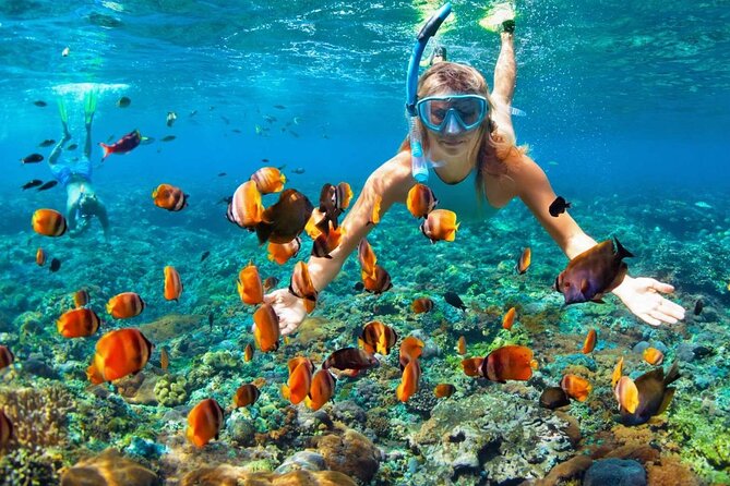 Speedboat & Snorkeling from Punta Cana - Snorkeling among fish and coral