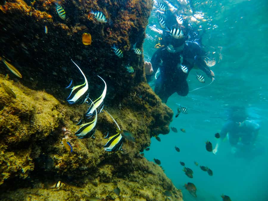 St. Lucia: Cape Vidal Snorkeling Adventure - Cape Vidal snorkeling at a glance