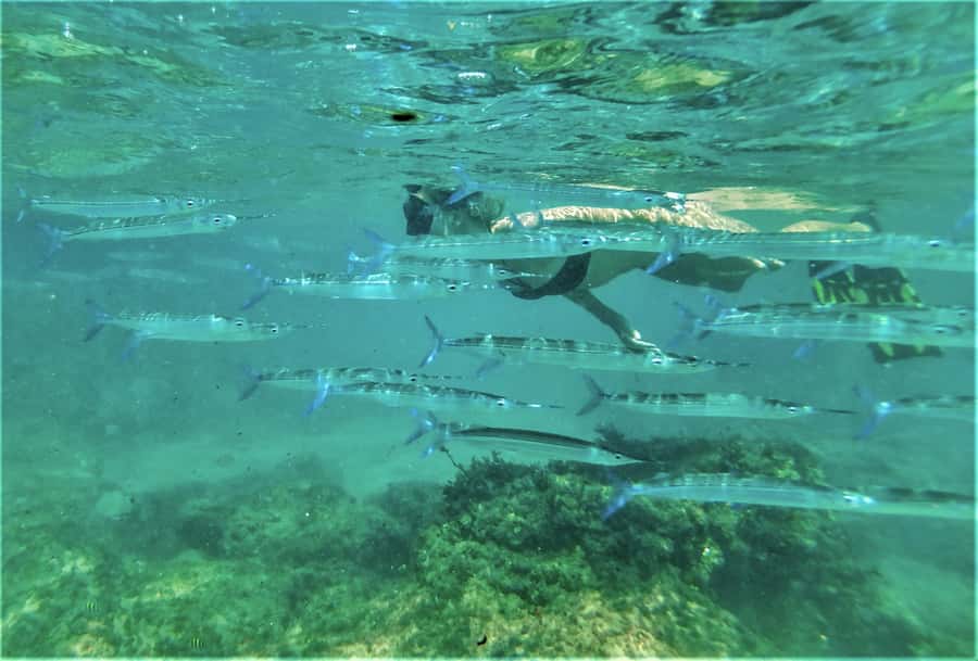 St. Lucia: Cape Vidal Snorkeling Adventure - Why Cape Vidal makes a good snorkeling stop