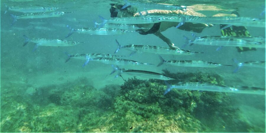 St. Lucia: Cape Vidal Snorkeling Adventure - One to one and a half hours among Cape Vidal’s fish