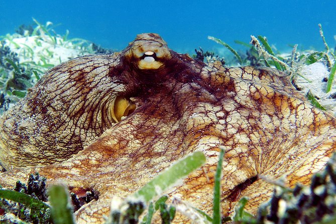 St Thomas Sea Turtle Snorkel Kayak Adventure Tour - Kayaking adds scenery and a workout