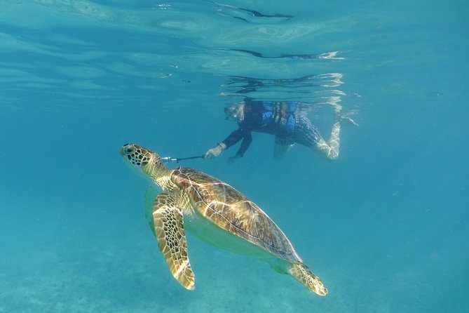 St Thomas Sea Turtle Snorkel Kayak Adventure Tour - Small groups and guide quality are the real value